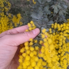 Acacia baileyana (Cootamundra Wattle, Golden Mimosa) at Table Top, NSW - 5 Aug 2021 by Darcy