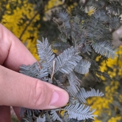 Acacia baileyana at Table Top, NSW - 5 Aug 2021 12:06 PM