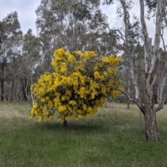 Acacia baileyana at Table Top, NSW - 5 Aug 2021 12:06 PM