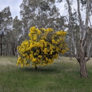 Acacia baileyana at Table Top, NSW - 5 Aug 2021