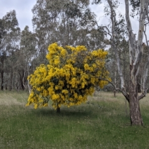 Acacia baileyana at Table Top, NSW - 5 Aug 2021 12:06 PM