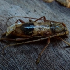 Phoracantha recurva (Yellow Phoracantha borer) at Boro, NSW - 5 Aug 2021 by Paul4K