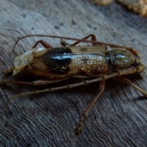 Phoracantha recurva at Boro, NSW - suppressed