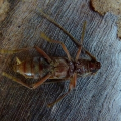 Phoracantha recurva at Boro, NSW - 5 Aug 2021