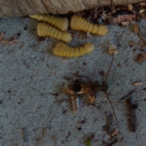 Phoracantha recurva at Boro, NSW - suppressed