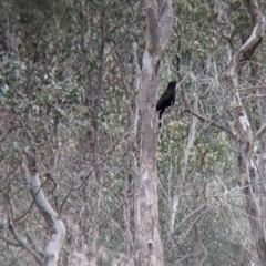 Corcorax melanorhamphos (White-winged Chough) at Albury - 5 Aug 2021 by Darcy