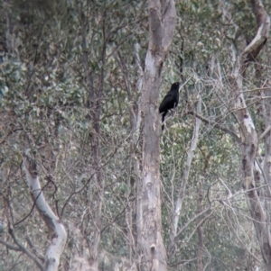 Corcorax melanorhamphos at Table Top, NSW - 5 Aug 2021 12:07 PM