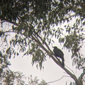 Corcorax melanorhamphos at Table Top, NSW - 5 Aug 2021 12:07 PM