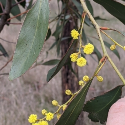 Acacia pycnantha (Golden Wattle) at Table Top, NSW - 5 Aug 2021 by Darcy