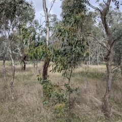 Acacia pycnantha at Table Top, NSW - 5 Aug 2021