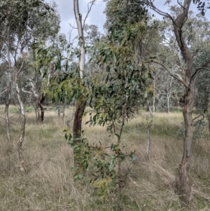 Acacia pycnantha at Table Top, NSW - 5 Aug 2021 12:10 PM