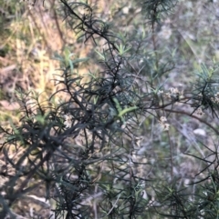 Cassinia quinquefaria (Rosemary Cassinia) at Bruce, ACT - 5 Aug 2021 by Dora