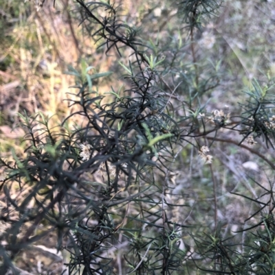 Cassinia quinquefaria (Rosemary Cassinia) at Bruce, ACT - 5 Aug 2021 by Dora