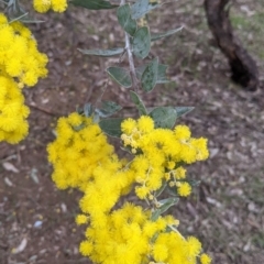 Acacia podalyriifolia (Queensland Silver Wattle) at Albury - 5 Aug 2021 by Darcy
