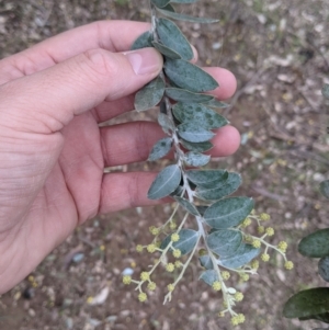 Acacia podalyriifolia at Wirlinga, NSW - 5 Aug 2021 12:11 PM