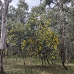 Acacia podalyriifolia at Wirlinga, NSW - 5 Aug 2021