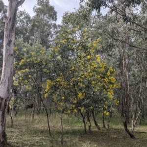 Acacia podalyriifolia at Wirlinga, NSW - 5 Aug 2021 12:11 PM