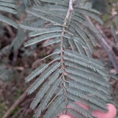 Acacia dealbata subsp. dealbata (Silver Wattle) at Bells TSR - 5 Aug 2021 by Darcy