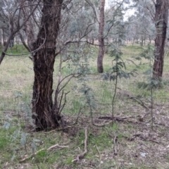 Acacia dealbata subsp. dealbata at Table Top, NSW - 5 Aug 2021