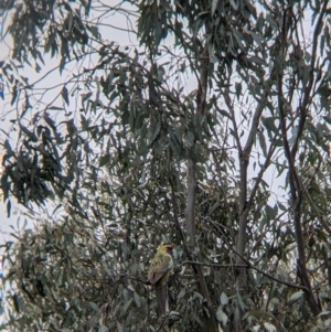 Platycercus elegans flaveolus at Wirlinga, NSW - 5 Aug 2021 12:14 PM