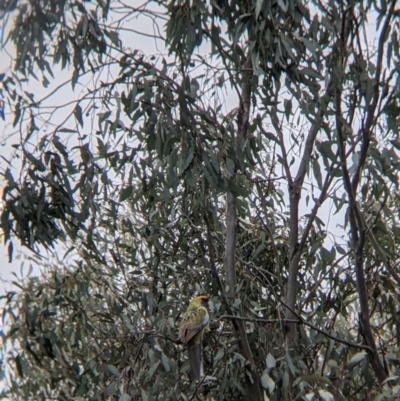 Platycercus elegans flaveolus (Yellow Rosella) at Albury - 5 Aug 2021 by Darcy