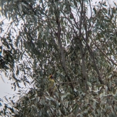 Platycercus elegans flaveolus at Wirlinga, NSW - 5 Aug 2021