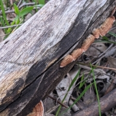 Xylobolus illudens (Purplish Stereum) at Albury - 5 Aug 2021 by Darcy