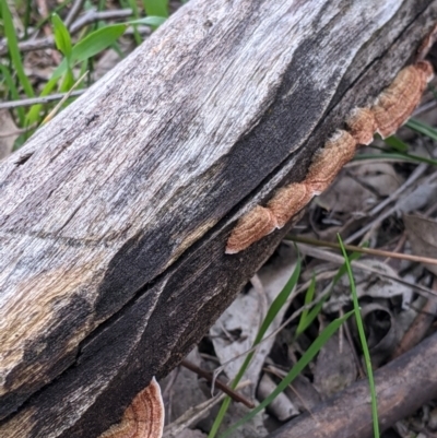 Xylobolus illudens (Purplish Stereum) at Albury - 5 Aug 2021 by Darcy