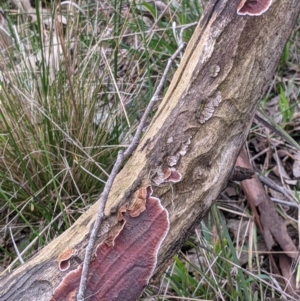 Xylobolus illudens at Wirlinga, NSW - 5 Aug 2021