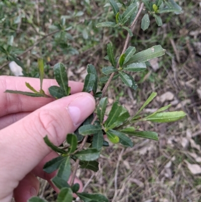 Dodonaea viscosa subsp. cuneata (Wedge-leaved Hop Bush) at Bells TSR - 5 Aug 2021 by Darcy