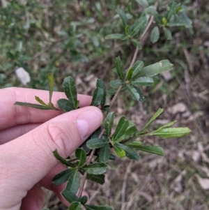 Dodonaea viscosa subsp. cuneata at Wirlinga, NSW - 5 Aug 2021