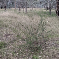 Dodonaea viscosa subsp. cuneata at Wirlinga, NSW - 5 Aug 2021 12:18 PM