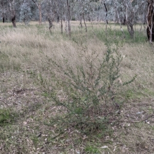 Dodonaea viscosa subsp. cuneata at Wirlinga, NSW - 5 Aug 2021 12:18 PM
