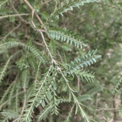 Melaleuca parvistaminea (Small-flowered Honey-myrtle) at Albury - 5 Aug 2021 by Darcy