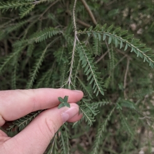 Melaleuca parvistaminea at Wirlinga, NSW - 5 Aug 2021