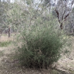 Melaleuca parvistaminea at Wirlinga, NSW - 5 Aug 2021 12:20 PM