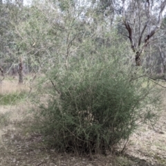Melaleuca parvistaminea at Wirlinga, NSW - 5 Aug 2021