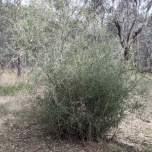 Melaleuca parvistaminea at Wirlinga, NSW - 5 Aug 2021