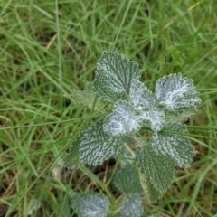 Marrubium vulgare at Wirlinga, NSW - 5 Aug 2021