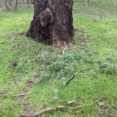 Marrubium vulgare at Wirlinga, NSW - 5 Aug 2021