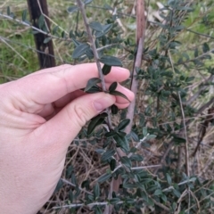 Olea europaea (Common Olive) at Bells TSR - 5 Aug 2021 by Darcy