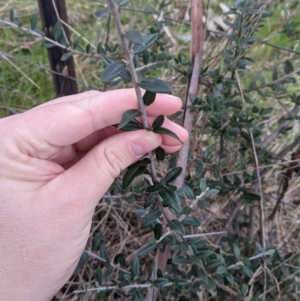 Olea europaea at Table Top, NSW - 5 Aug 2021 12:25 PM