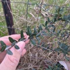 Olea europaea at Table Top, NSW - 5 Aug 2021 12:25 PM