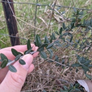 Olea europaea at Table Top, NSW - 5 Aug 2021