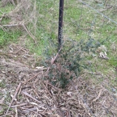 Olea europaea at Table Top, NSW - 5 Aug 2021