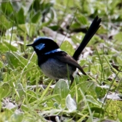 Malurus cyaneus (Superb Fairywren) at Red Light Hill Reserve - 5 Aug 2021 by PaulF
