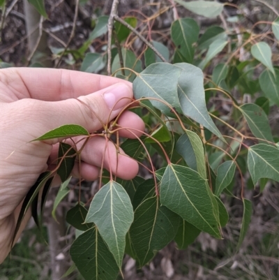 Brachychiton populneus (Kurrajong) at Albury - 5 Aug 2021 by Darcy