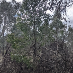 Brachychiton populneus at Table Top, NSW - 5 Aug 2021