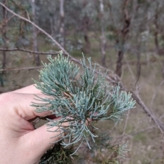 Callitris glaucophylla (White Cypress Pine) at Bells TSR - 5 Aug 2021 by Darcy