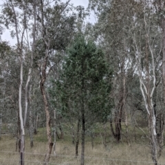 Callitris glaucophylla at Table Top, NSW - 5 Aug 2021 12:34 PM